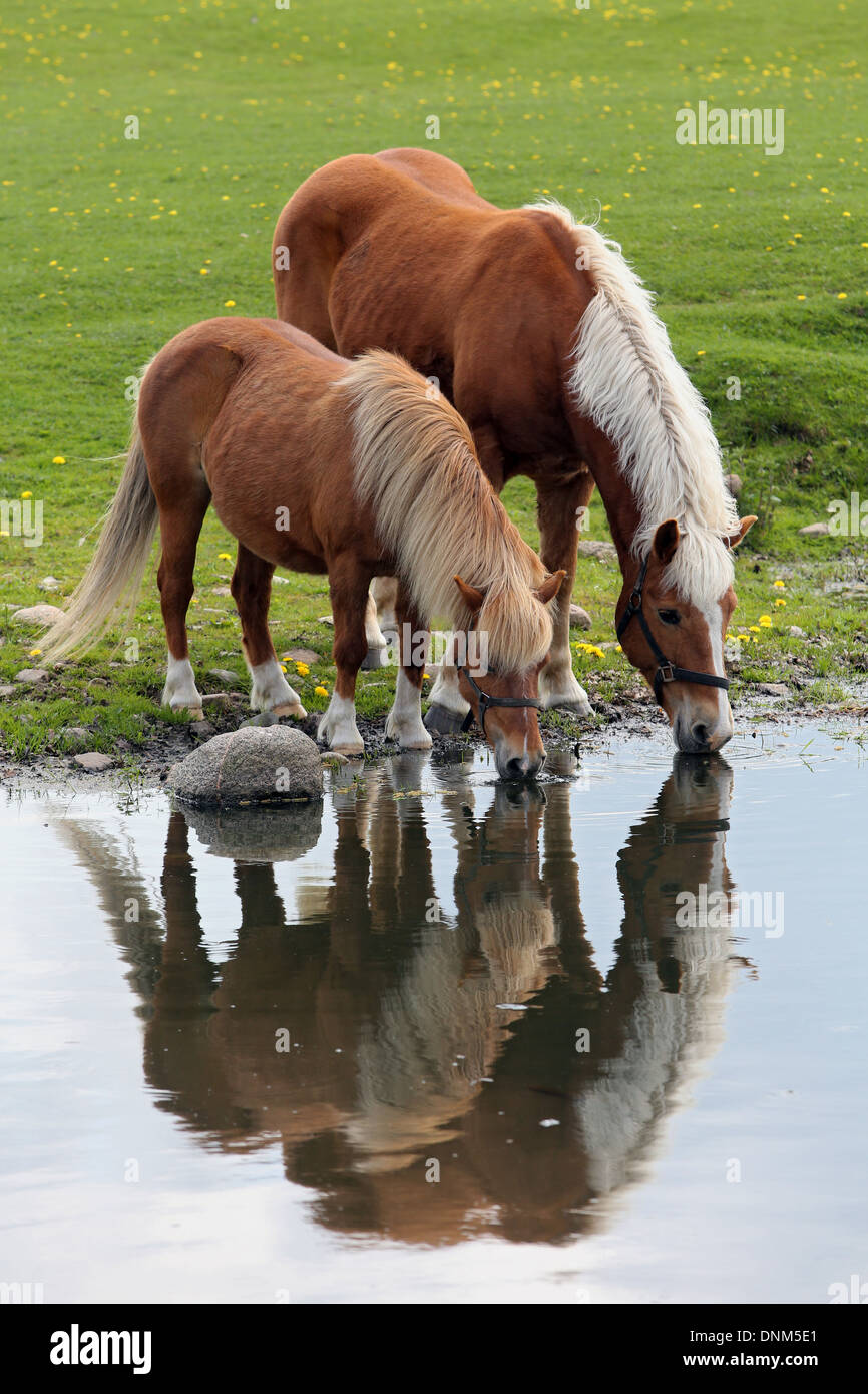 Village, Allemagne, Prangenberg Haflinger poney Shetland et boire d'un étang Banque D'Images