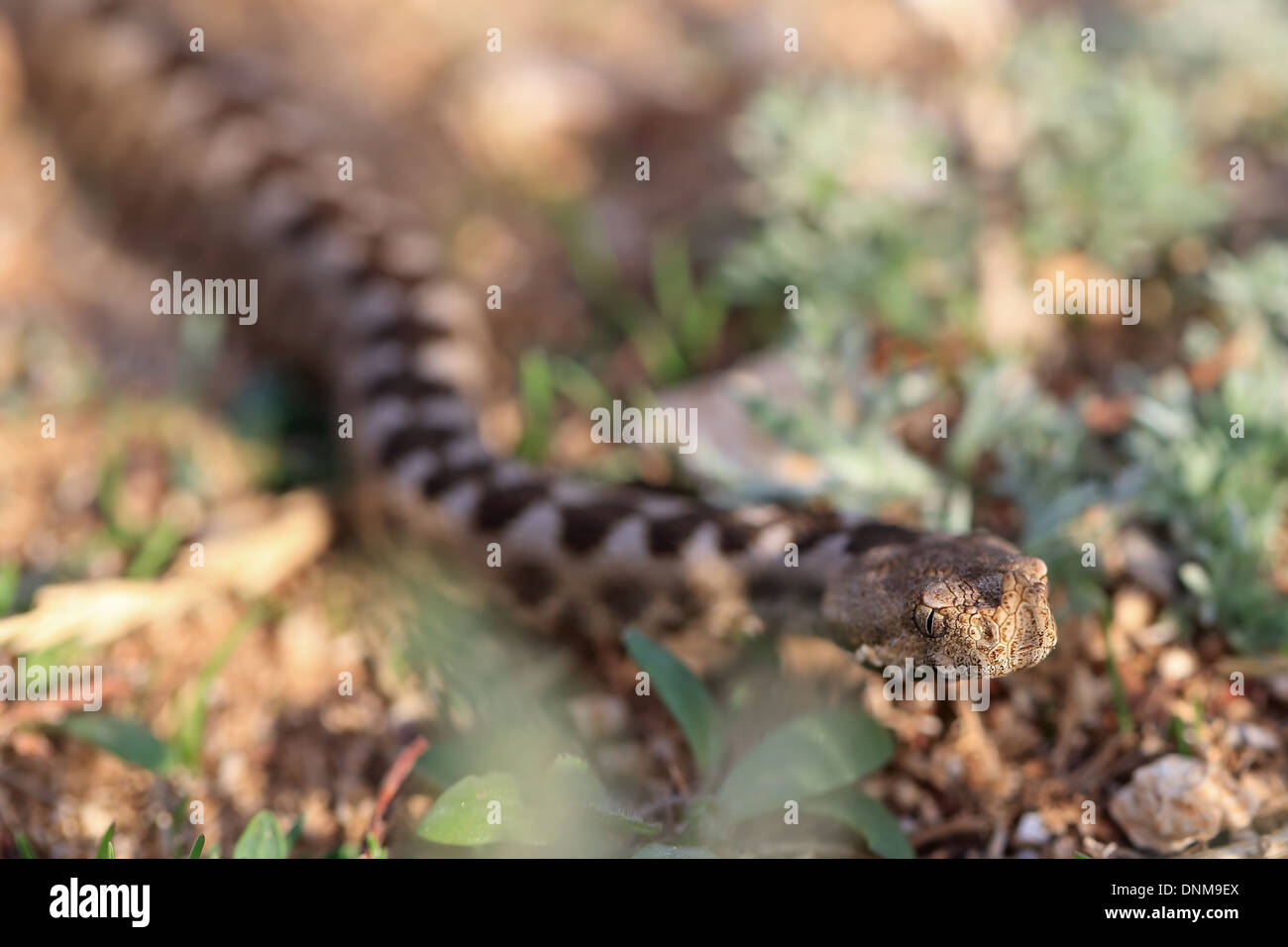 Vipère à cornes-nez (Vipera ammodytes) Banque D'Images