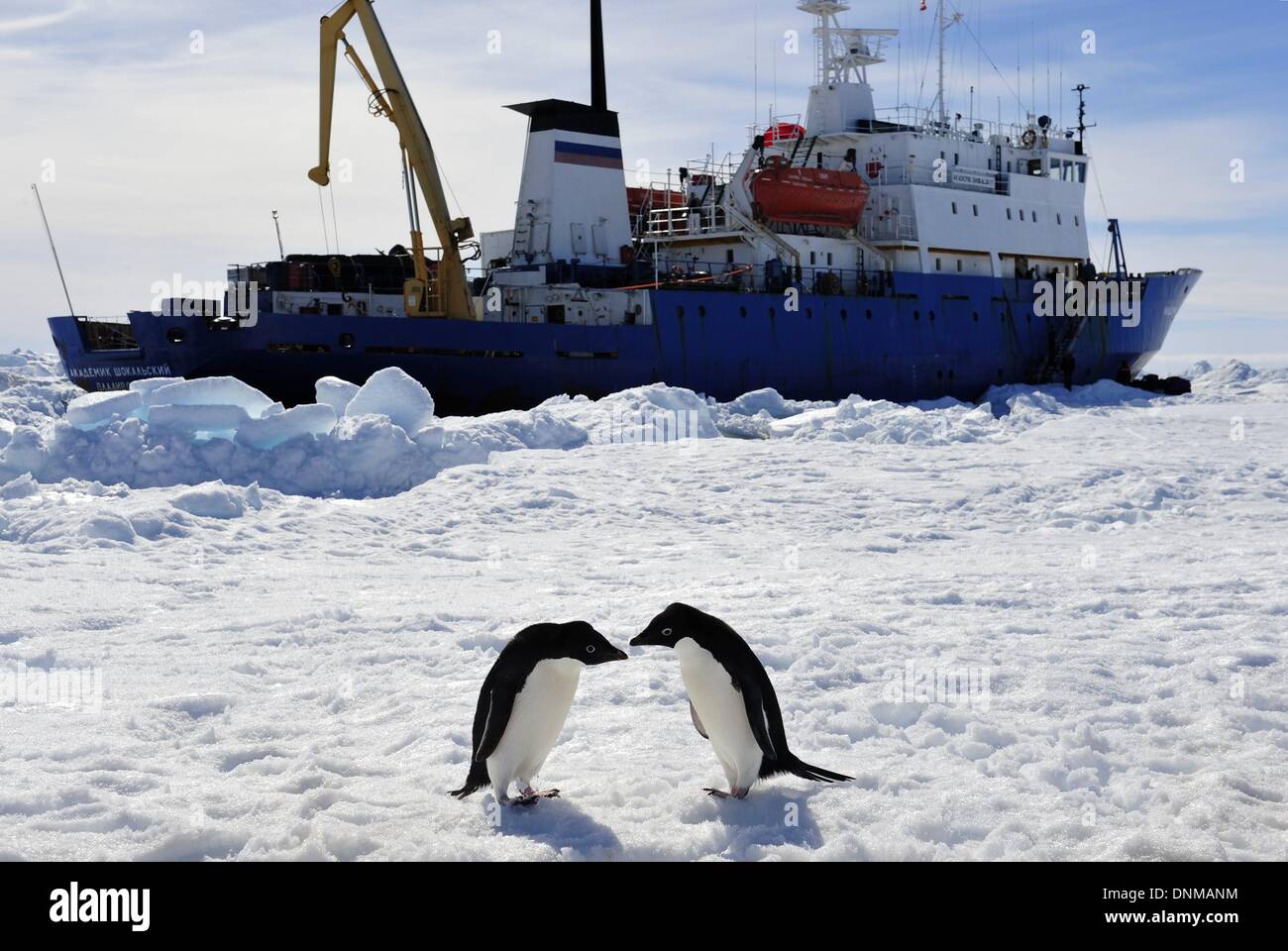 L'antarctique. 2 Jan, 2014. Deux pingouins jouer devant des navire russe Akademik Shokalskiy MV au large de l'Antarctique, le 2 janvier 2014. Les passagers à bord d'Akademik Shokalskiy ont été transférés par hélicoptère chinois à la surface de la glace près de navire de sauvetage australien Aurora Australis le jeudi après le navire russe est resté pris dans la glace de mer au large de l'Antarctique. Credit : Zhang Jiansong/Xinhua/Alamy Live News Banque D'Images