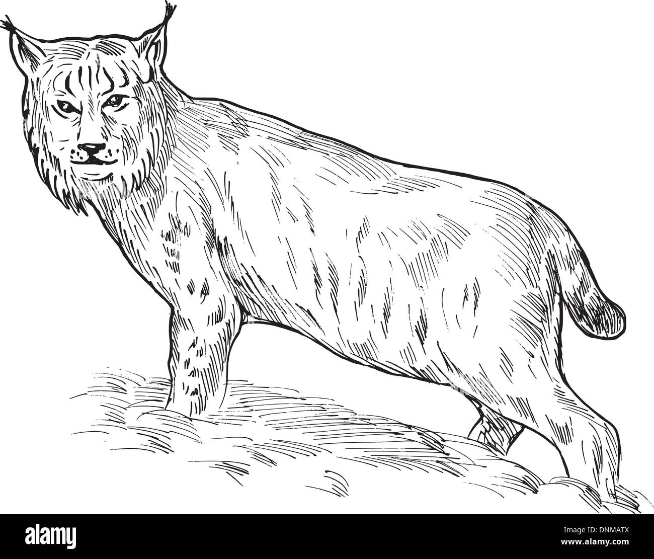 Main esquisse illustration d'un lynx boréal en noir et blanc Illustration de Vecteur