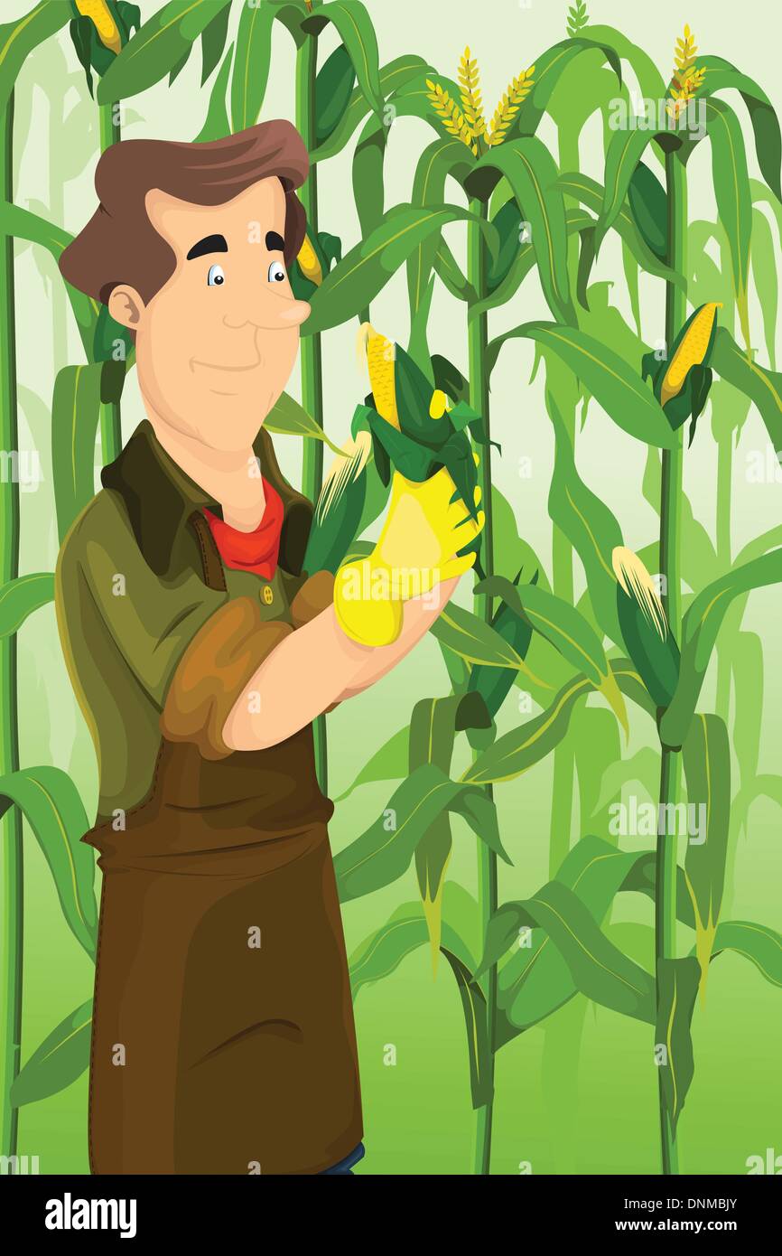 Un vecteur illustration de Happy Farmer harvesting corns dans un champ Illustration de Vecteur