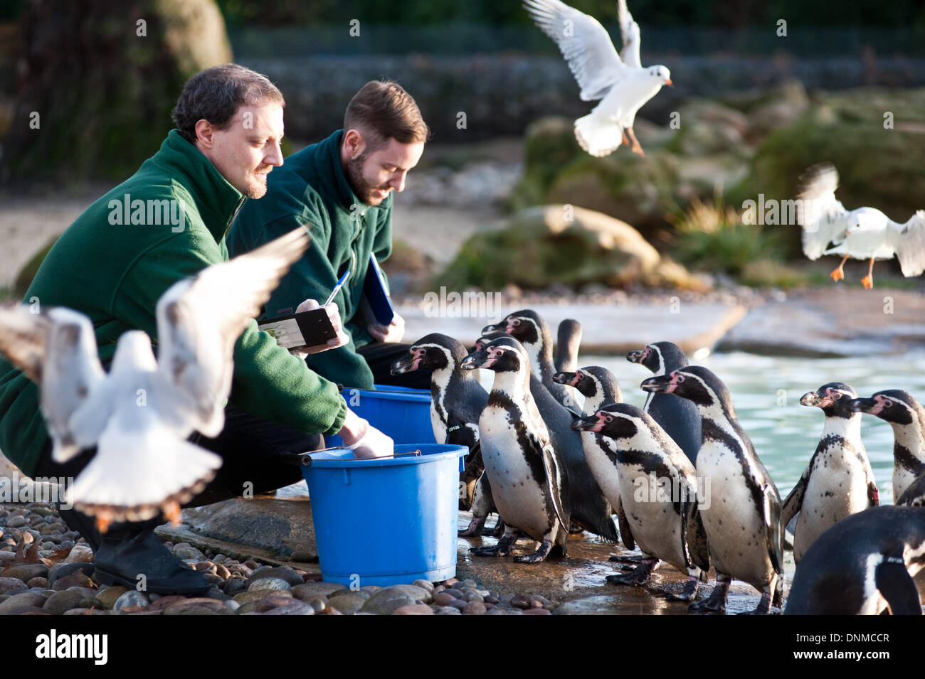 Londres, UK - 2 janvier 2014 : zoo nourrir les pingouins, et quelques seegulls cupides, à l'assemblée annuelle de l'inventaire des animaux au ZSL London Zoo. Le nombre obligatoire est exigée dans le cadre du ZSL London Zoo zoo de licence et les résultats sont consignés dans le système d'information sur les espèces internationales (ISIS), où les données sont partagées avec les zoos à travers le monde et permet de gérer les programmes de sélection internationale pour les animaux en voie de disparition. Credit : Piero Cruciatti/Alamy Live News Banque D'Images