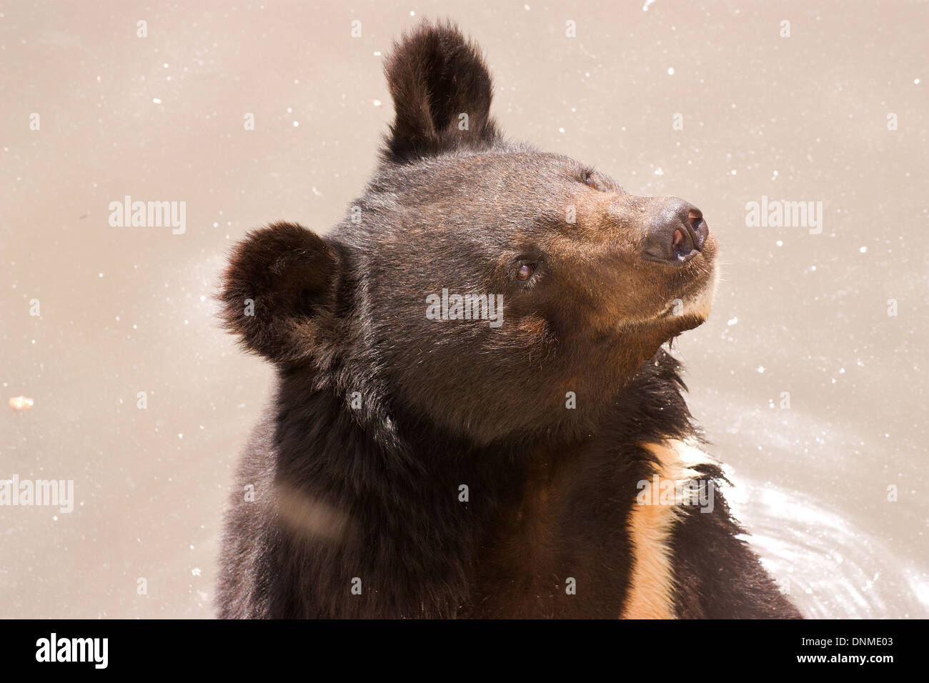 Gros plan sur l'ours brun à Erevan, Arménie. Banque D'Images