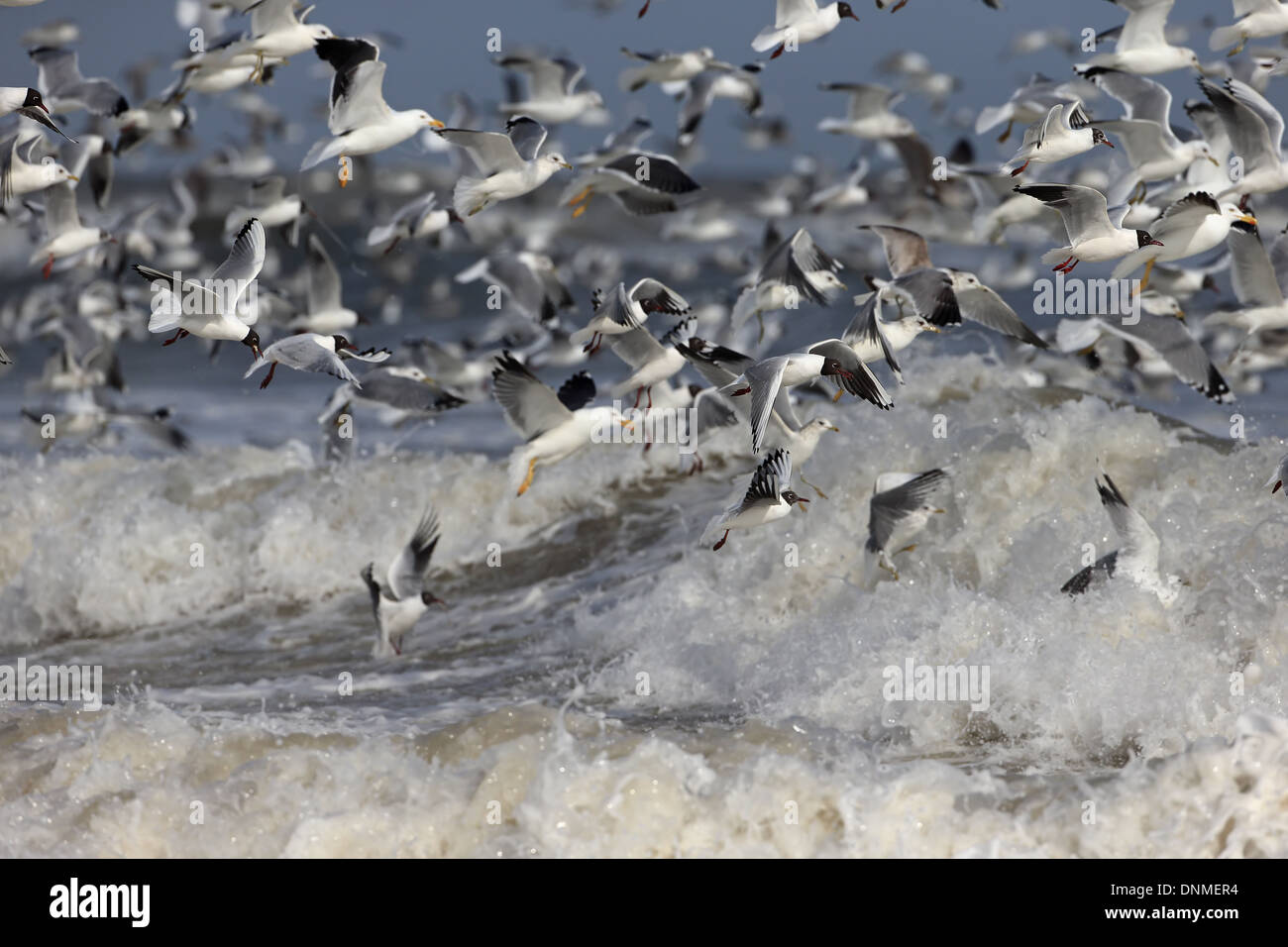 Les goélands dans Feeding Frenzy Banque D'Images