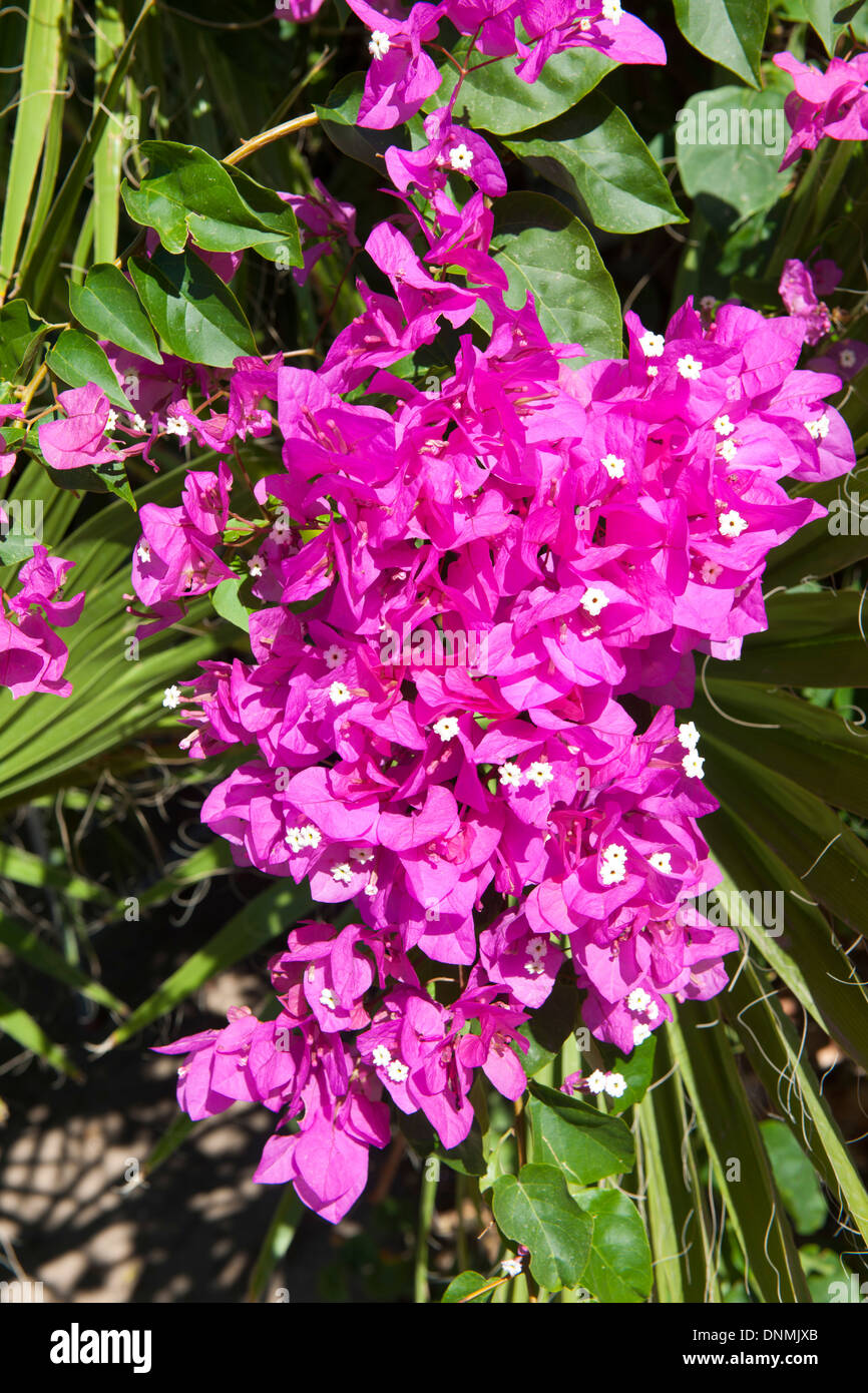 Haïti, île de Tilos, Inselhauptort Megalo Chorio, bougainvillées Banque D'Images