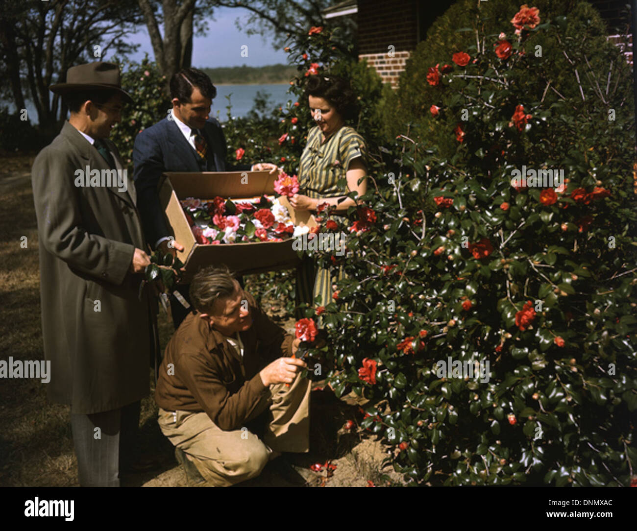 Cette photographie des années 1940 de Joseph Janney Steinmetz capture l'acte de cueillir des camélias en Floride. L'image met en valeur les fleurs vibrantes, la nature et la vie en plein air pendant cette époque. Banque D'Images