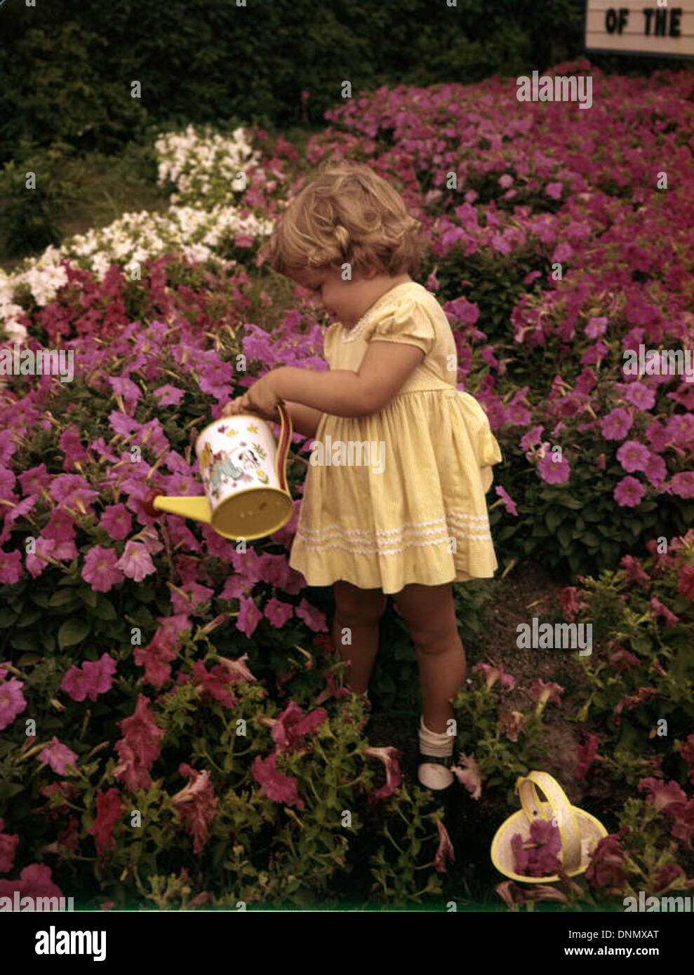 Kerry Arquette est vu arroser des pétunias aux pétunias Palmer Nurseries à Osprey, en Floride, dans les années 1950 Cette image souligne le rôle de la pépinière dans l'horticulture locale. Banque D'Images