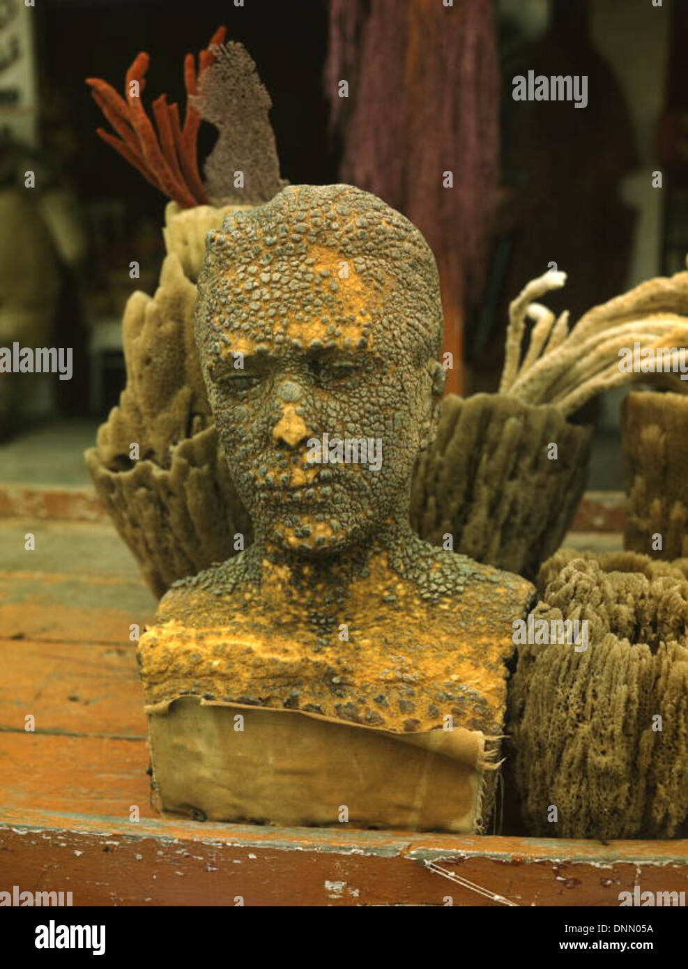 Une tête de mannequin, récupérée de la mer, et des éponges sont exposées dans un magasin de curiosités à Tarpon Springs, en Floride, dans les années 1940 L'image fait partie de la collection Joseph Janney Steinmetz et met en évidence l'industrie de la plongée à l'éponge de la région et le tourisme local. Banque D'Images