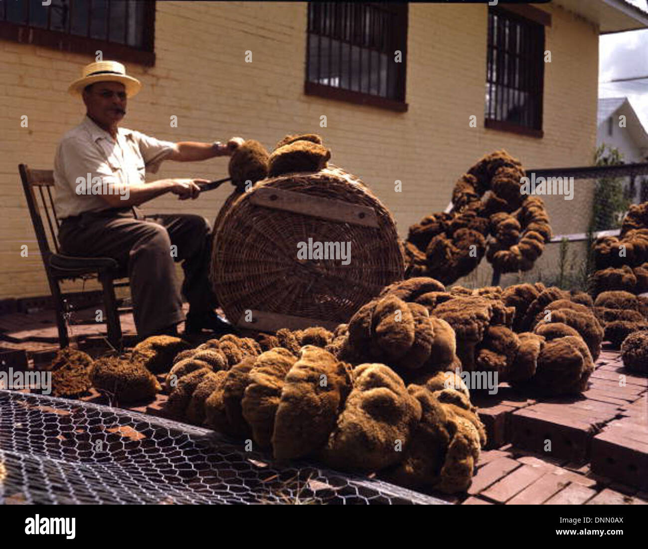 Dans les années 1940, des travailleurs de Tarpon Springs, en Floride, sont montrés tondre des éponges dans le cadre de l'industrie locale des éponges. L'image, tirée de la collection Joseph Janney Steinmetz, souligne le rôle important des Grecs-Américains dans l'industrie des éponges du comté de Pinellas. Banque D'Images