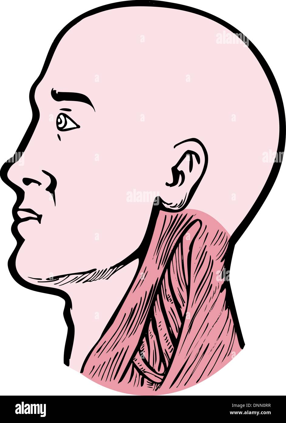 Illustration d'une tête humaine face vers la gauche montrant les muscles du cou, le sterno-cléido-mastoïdien trapèze supérieur et backgroundhuman Scalenes isolated on white Illustration de Vecteur