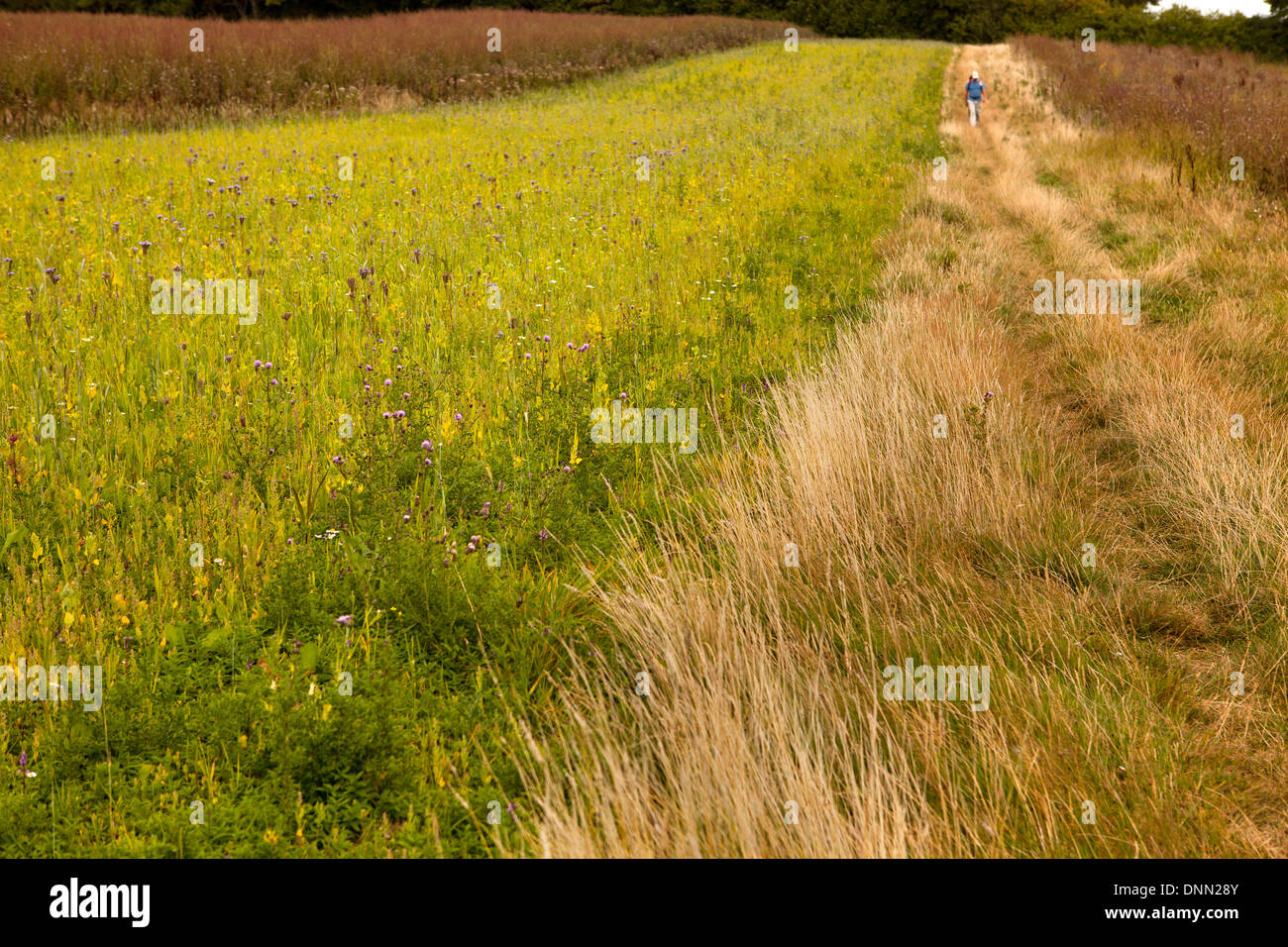 Les promeneurs passant des champs dans la campagne du Kent, près du village de Winchelsea, Sussex, UK Banque D'Images