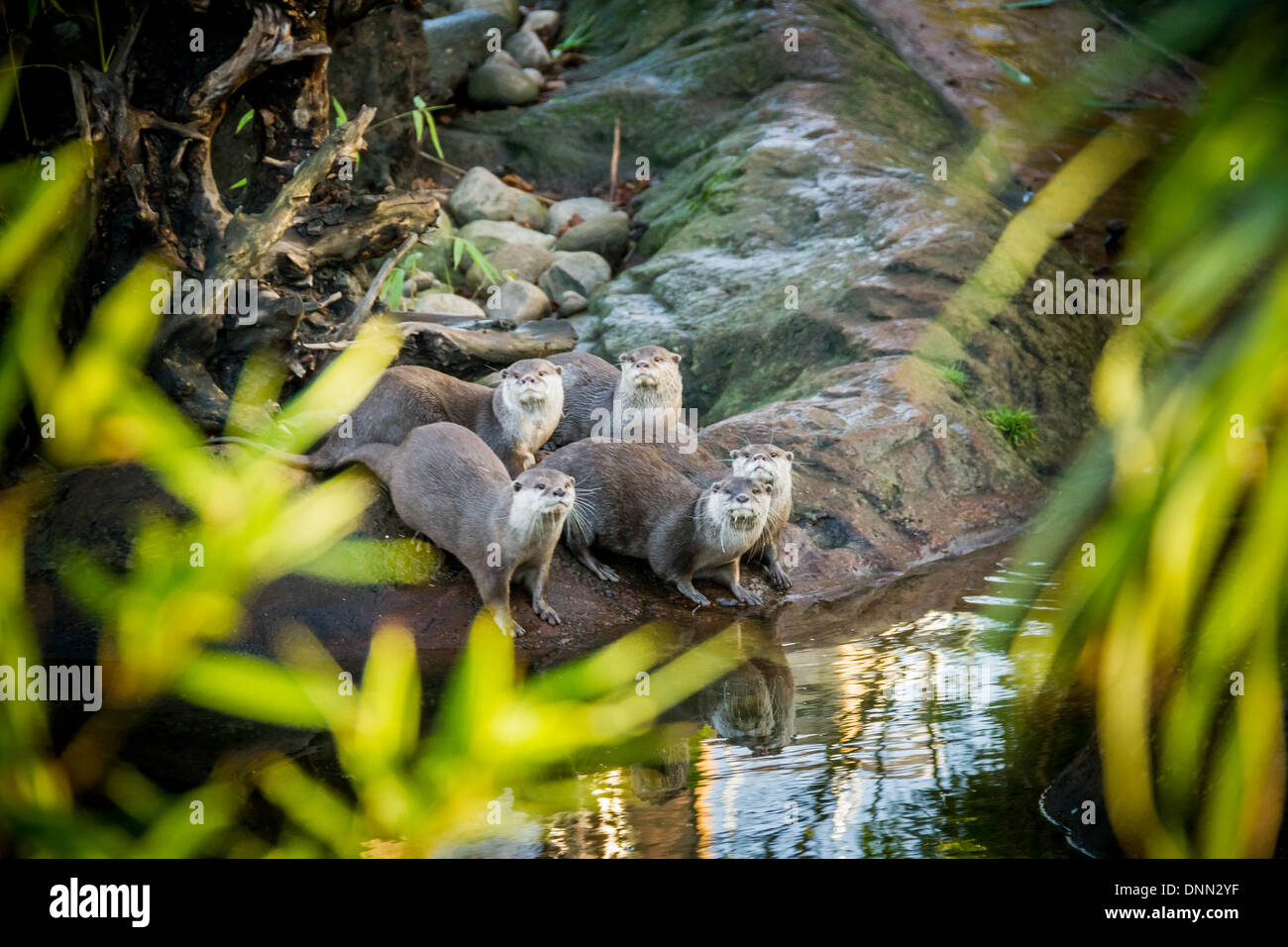 Les loutres ne sont comptabilisés lors de la Société zoologique de Londres (ZSL) bilan annuel du Zoo de Londres d'animaux. Banque D'Images