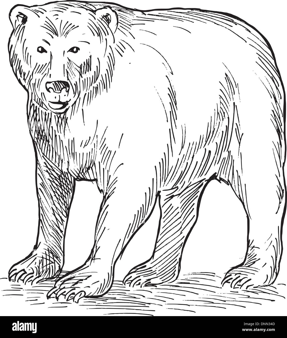 Main esquisse illustration d'un ours brun Illustration de Vecteur
