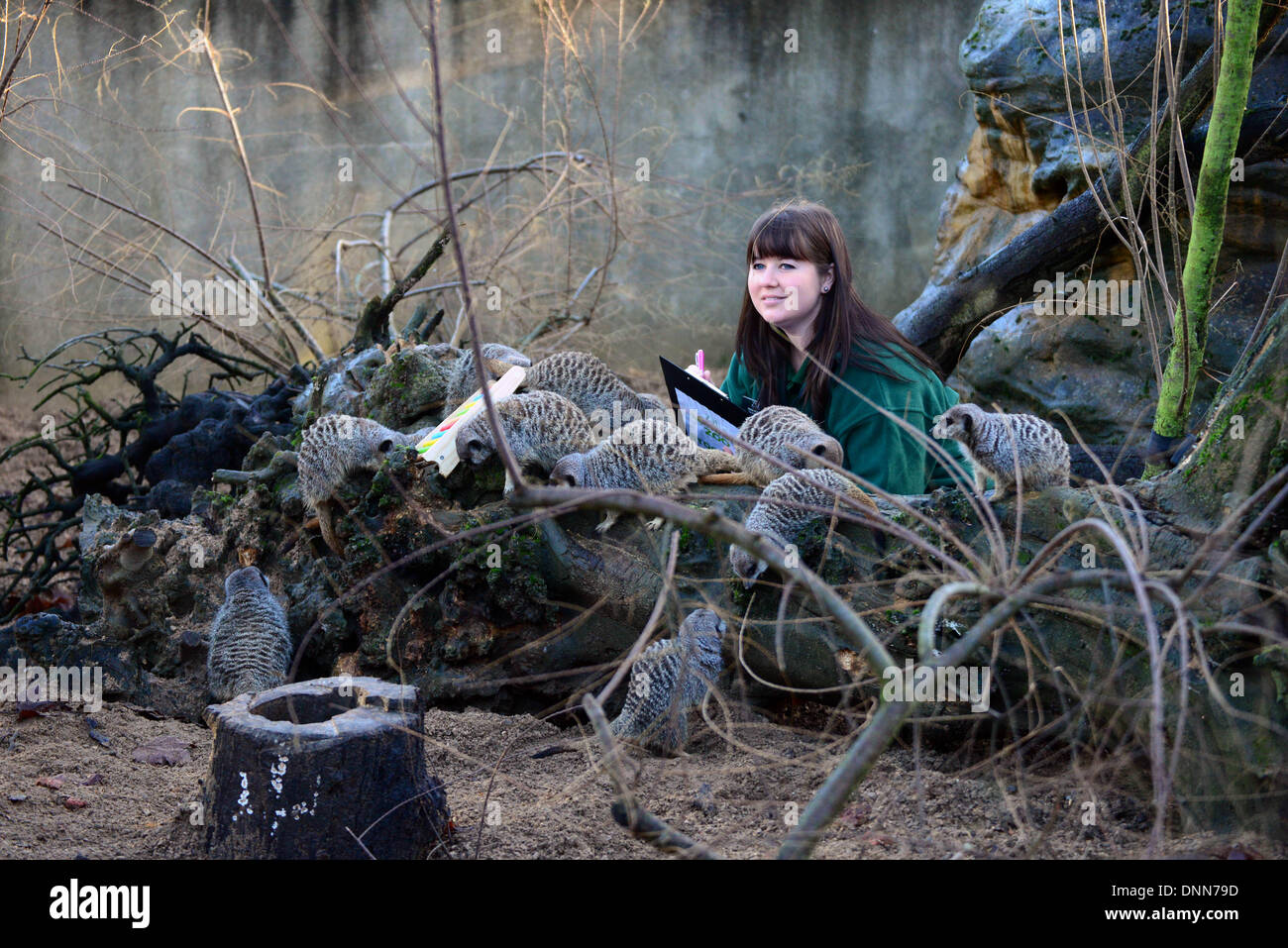 Londres, Royaume-Uni. 2 janvier 2014. A (Zoo de Londres) zoo keeper 'Tegan McPhaie compte 13 Meercats dans le cadre de l'inventaire au zoo de Londres à Londres UK. 2 janvier 2014, Photo de voir Li/ Alamy Live News Banque D'Images