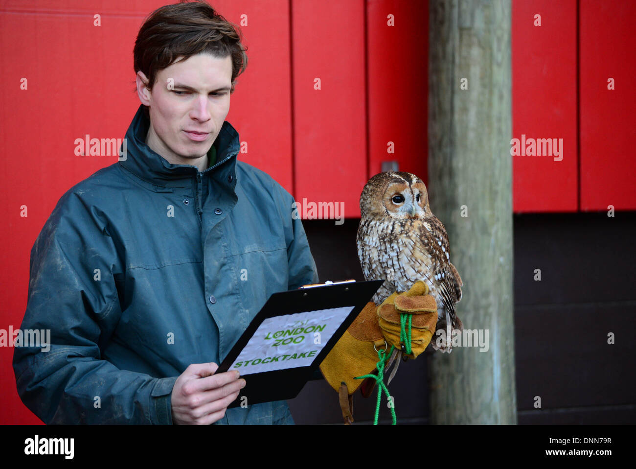 Londres, Royaume-Uni. 2 janvier 2014. Chouette hulotte dans le cadre du bilan du zoo de Londres à Londres UK. 2 janvier 2014, Photo de voir Li/ Alamy Live News Banque D'Images