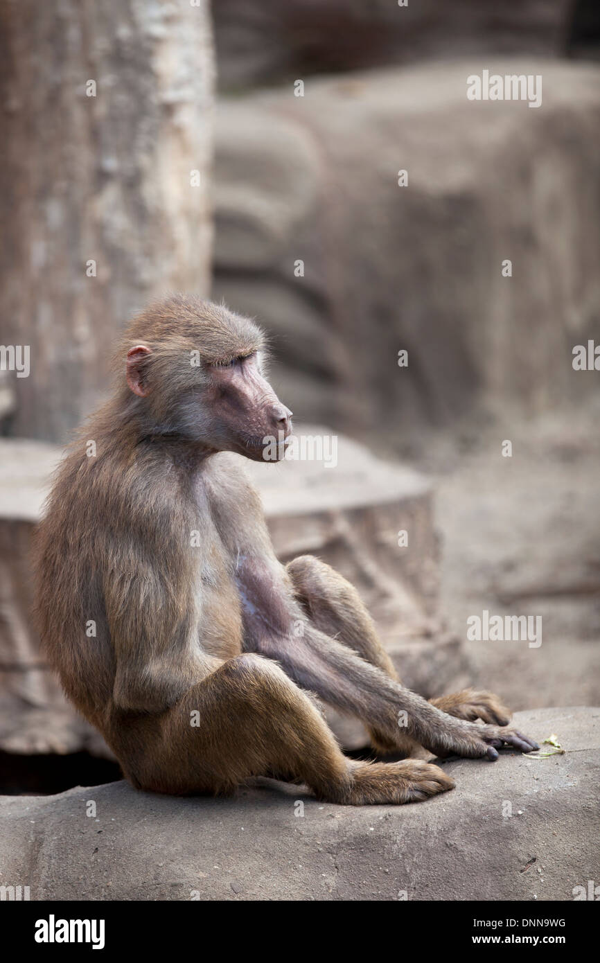 Singe assis sur un rocher et regarde quelque chose. Banque D'Images Singe assis sur un rocher et regarde quelque chose. Banque D'Images