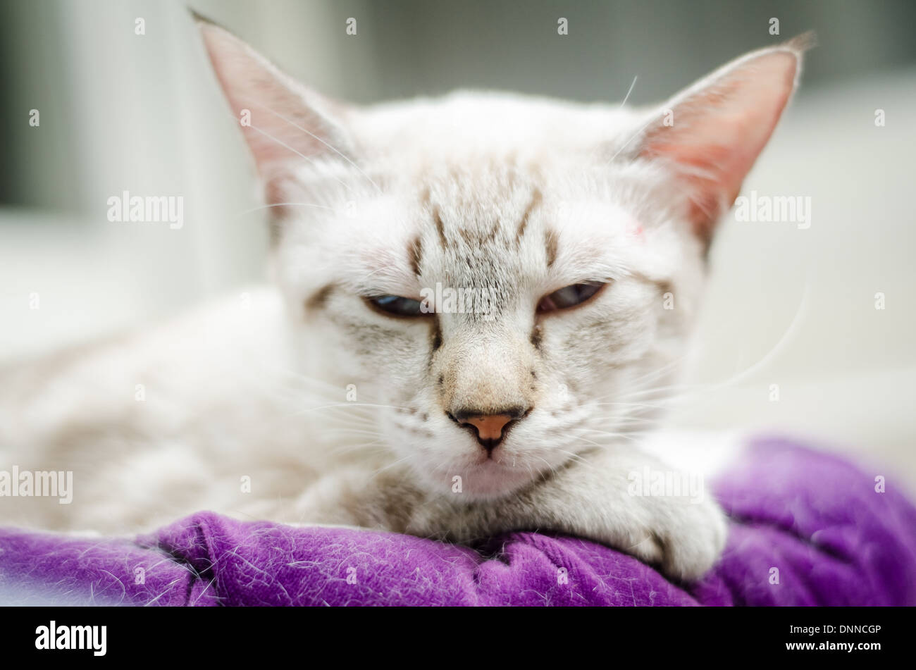 Les chats se détendre dans un cat cafe à Taipei. C'est la place de l'original d'un cat café concept. Le café et le chat est une formule magique. Banque D'Images