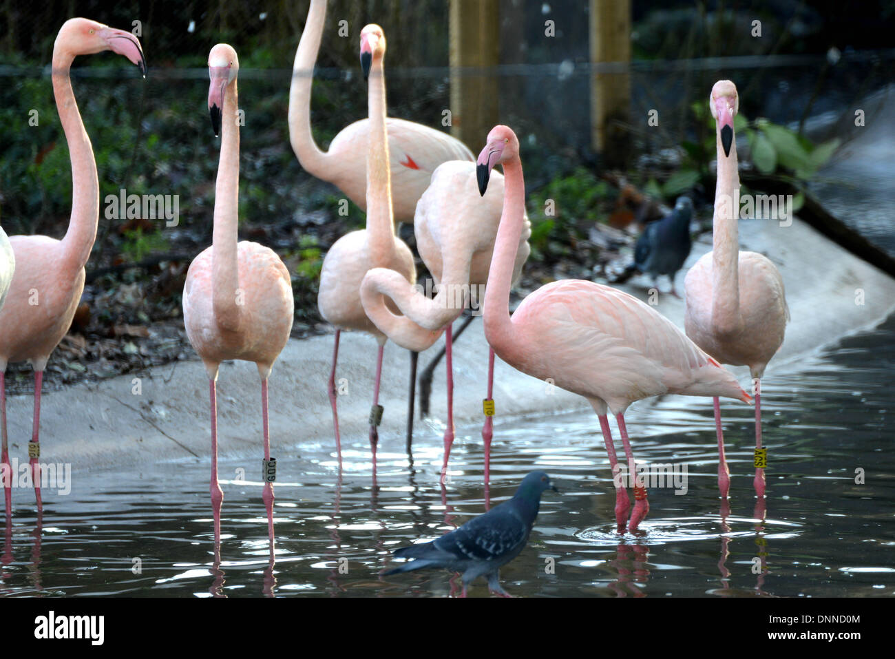 Londres, Royaume-Uni. 2 janvier 2014. Plus de flamants roses dans le cadre du bilan du zoo de Londres à Londres UK. 2 janvier 2014, Photo de voir Li/ Alamy Live News Banque D'Images