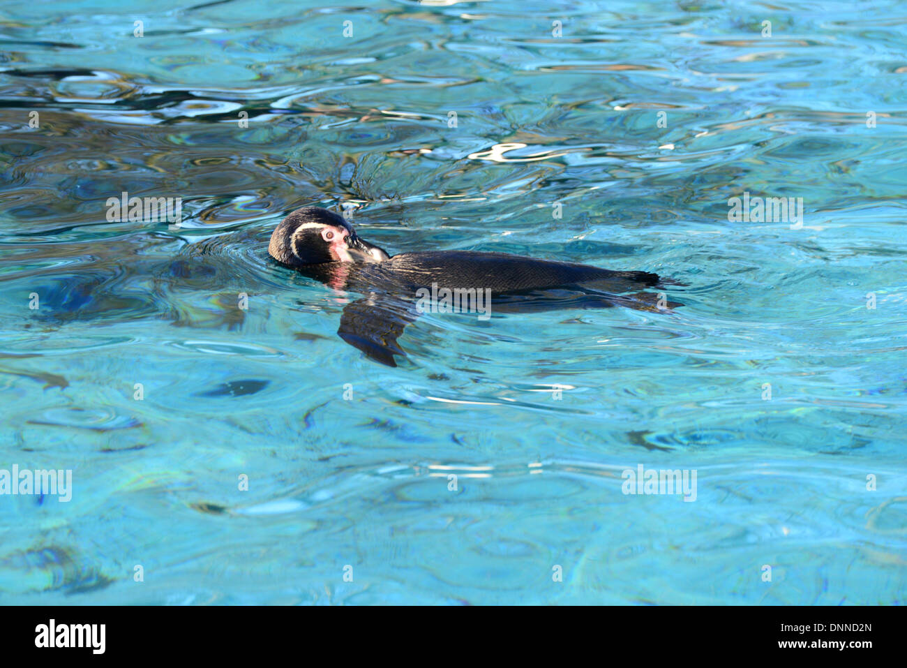 Londres, Royaume-Uni. 2 janvier 2014. London Zoo keeper 'Gabriele Sidoli et Carl Ashworth' compte 45 pingouins de Humboldt dans le cadre du bilan du zoo de Londres à Londres UK. 2 janvier 2014, Photo de voir Li/ Alamy Live News Banque D'Images