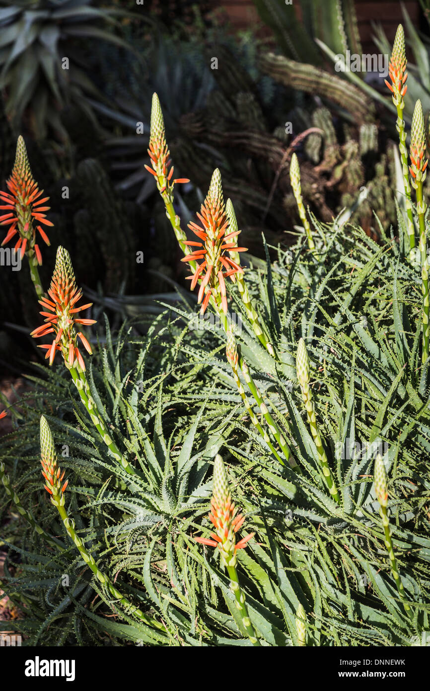 Aloe × spinosissima, ou araignée Aloe, une plante succulente épi à fleurs orange originaire d'Afrique du Sud dans la Glasshouse à RHS Garden Wisley Banque D'Images