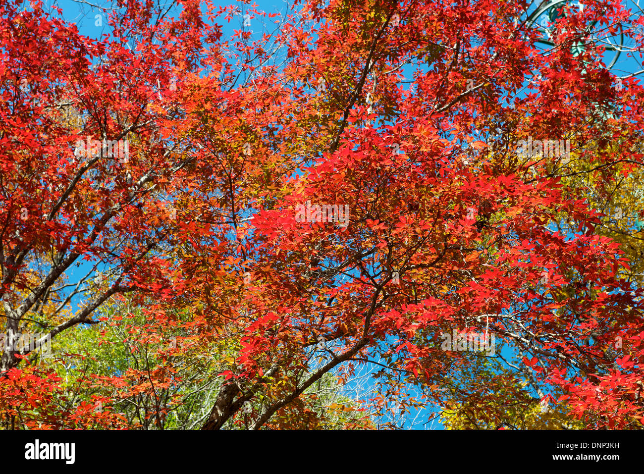 Feuille d'érable de couleur de fond d'arbres en automne, Benxi Chine Liaoning Banque D'Images