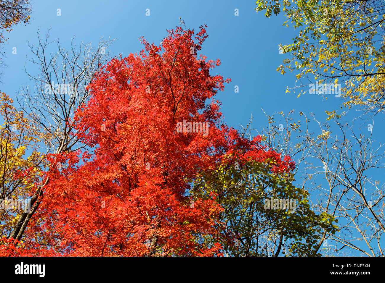 Arrière-plan de la feuille d'érable colorée et ciel bleu à l'automne, Benxi Chine Liaoning Banque D'Images