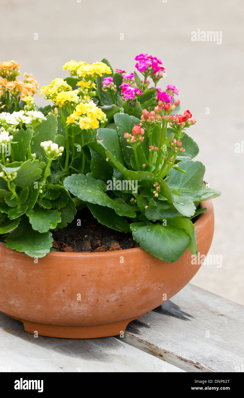 Fleurs Kalanchoe dans pot en argile. Banque D'Images