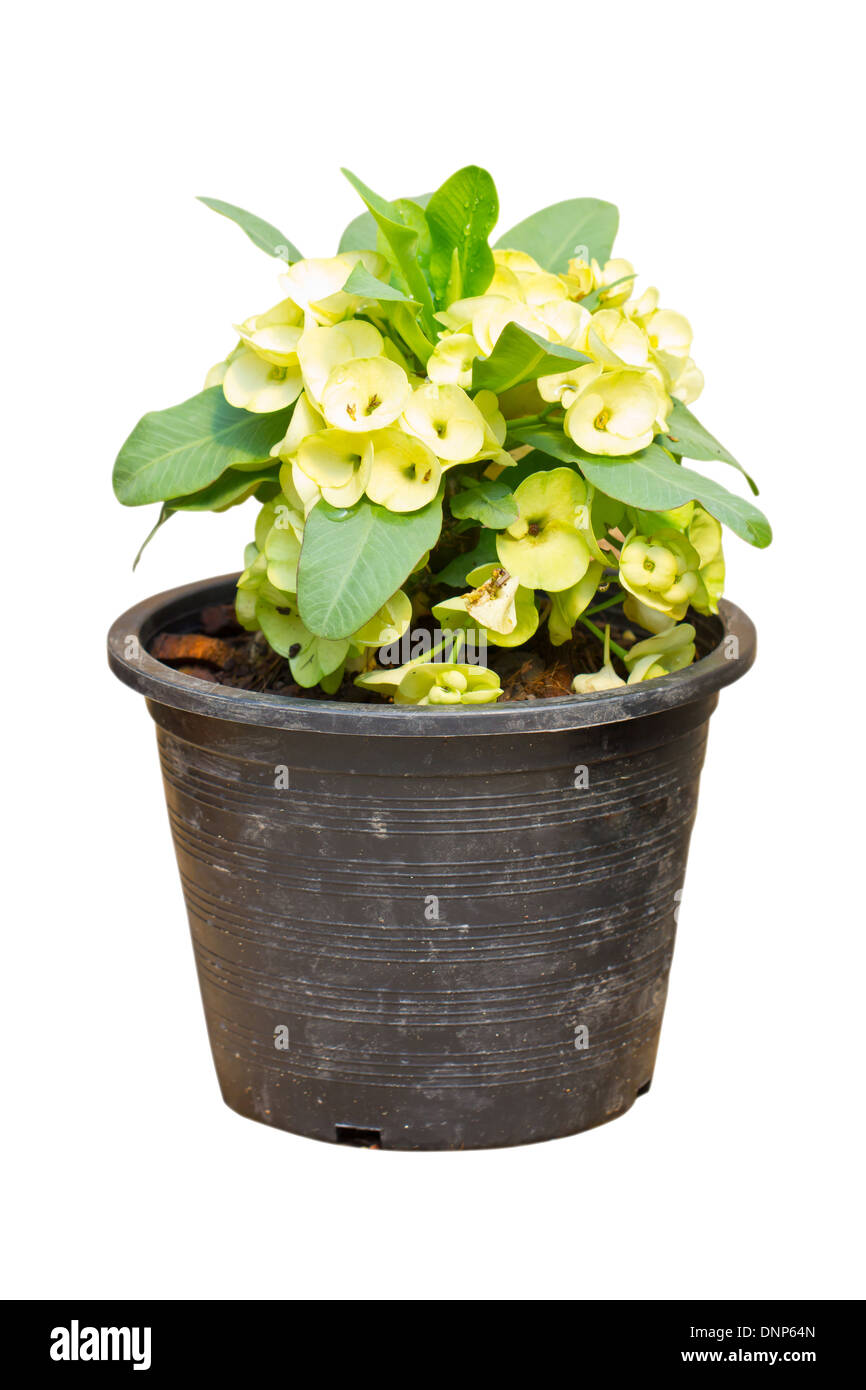 Couronne d'épines jaune pâle, de fleurs Euphorbia milli Desmoul. Banque D'Images