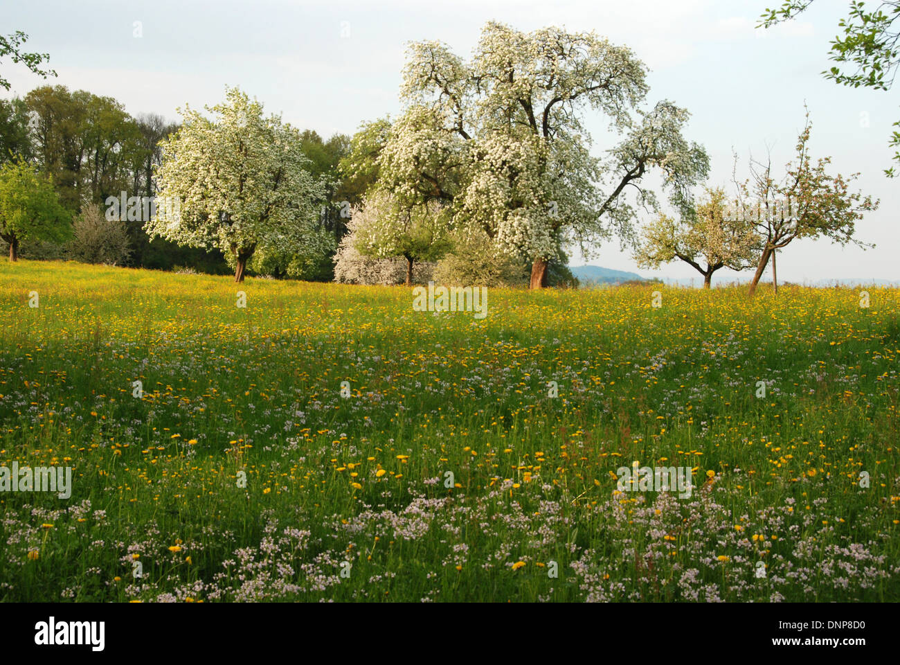 Les arbres fruitiers en fleurs dans une prairie au printemps Suisse Banque D'Images