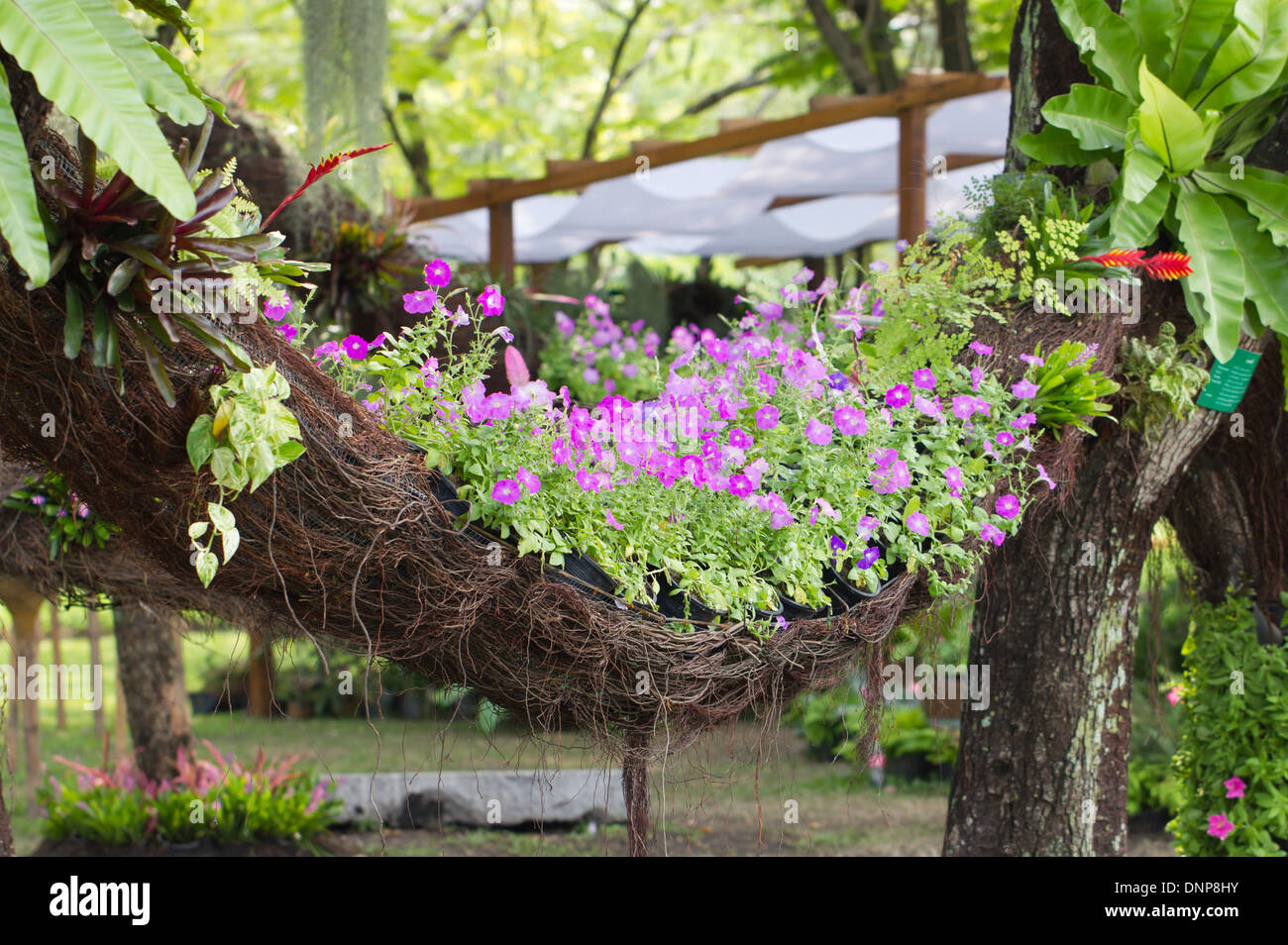 Petunia fleurs avec liana socle. Banque D'Images