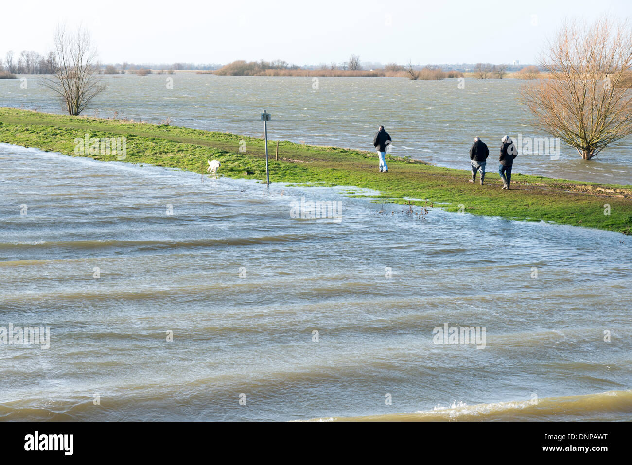 Cambridgeshire, Royaume-Uni. 06Th Jan, 2014. On marche sur une étroite banque à l'Ouse se lave à Sutton Gault sont inondées comme une combinaison de forte pluie et les hautes marées causer des inondations à travers le pays. Les terres agricoles entre deux rivières par l'homme, les anciens et les nouveaux niveaux d'exécution de Earith Bedford dans le Cambridgeshire à Denver en Norfolk, est conçu pour absorber les eaux de crue de la rivière Great Ouse afin de conserver la plus grande partie de l'East Anglia sèche. Les niveaux d'eau sont élevés et plus la pluie et le vent est à prévoir au cours des prochains jours. Credit : Julian Eales/Alamy Live News Banque D'Images