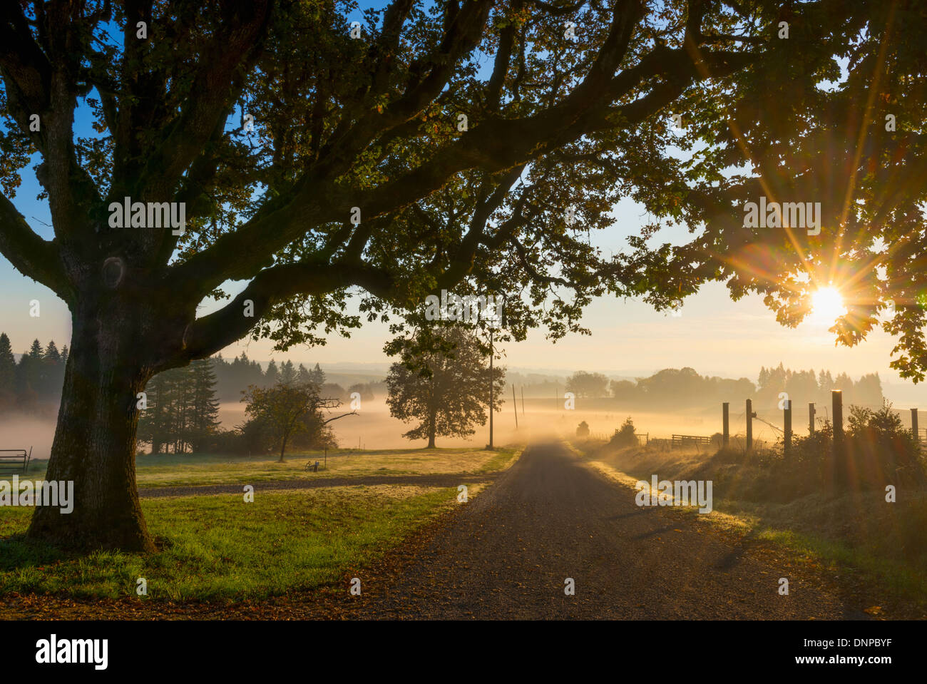 USA (Oregon), comté de Marion, brouillard sur les champs Banque D'Images