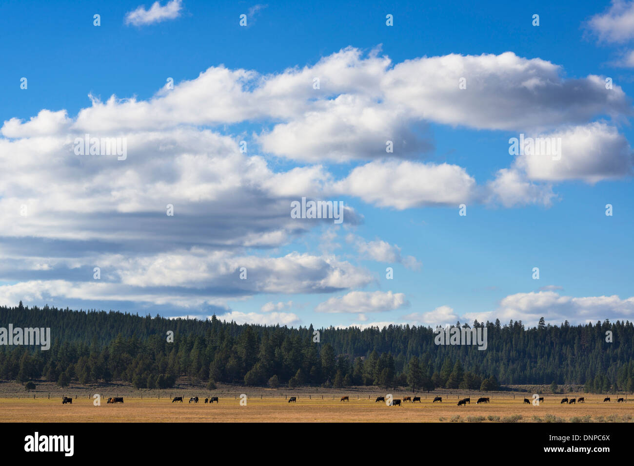 USA (Oregon), les vaches on meadow Banque D'Images