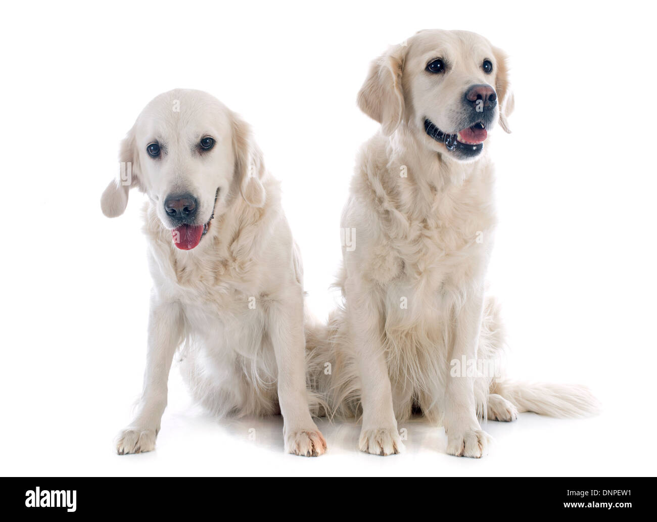Golden retriever pure race, devant un fond blanc Banque D'Images Golden retriever pure race, devant un fond blanc Banque D'Images
