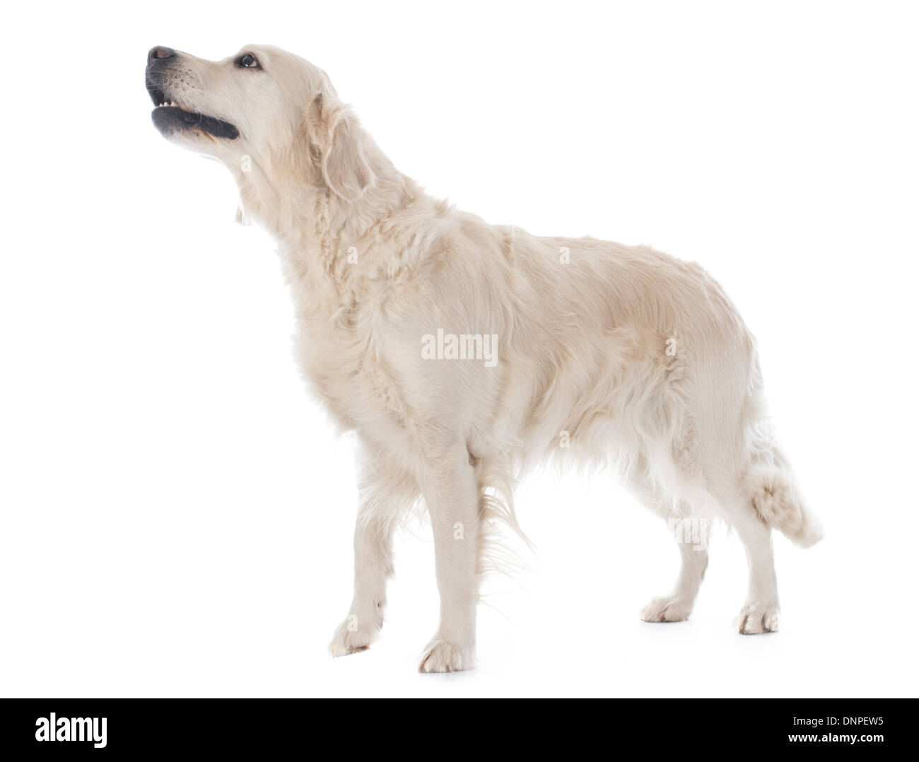 Golden retriever pure race, devant un fond blanc Banque D'Images Golden retriever pure race, devant un fond blanc Banque D'Images