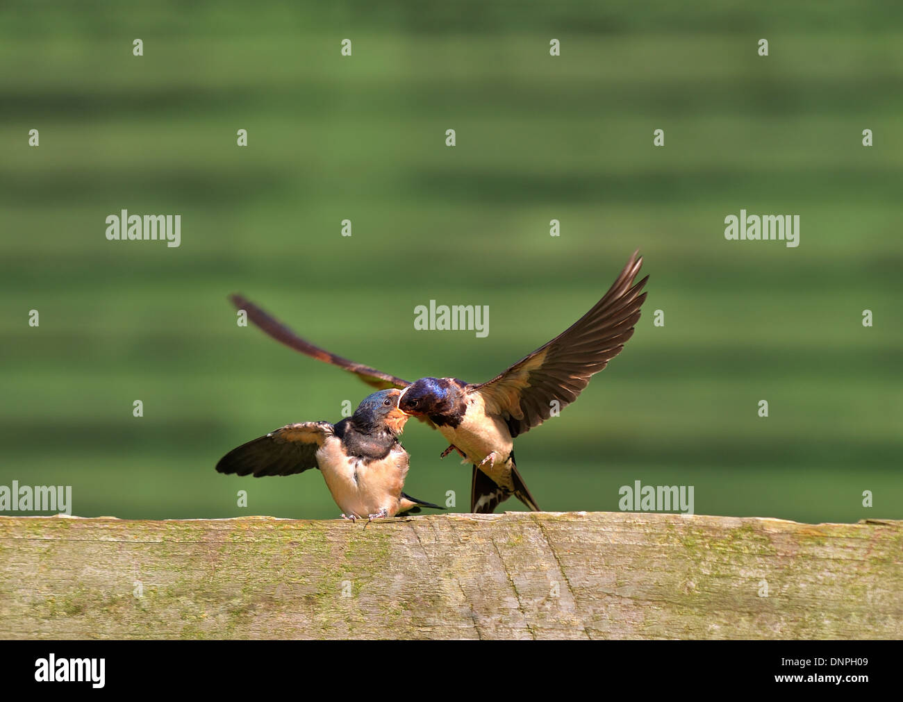 Hirondelle Hirundo Rustica C Est Nourrir Bebe Photo Stock Alamy