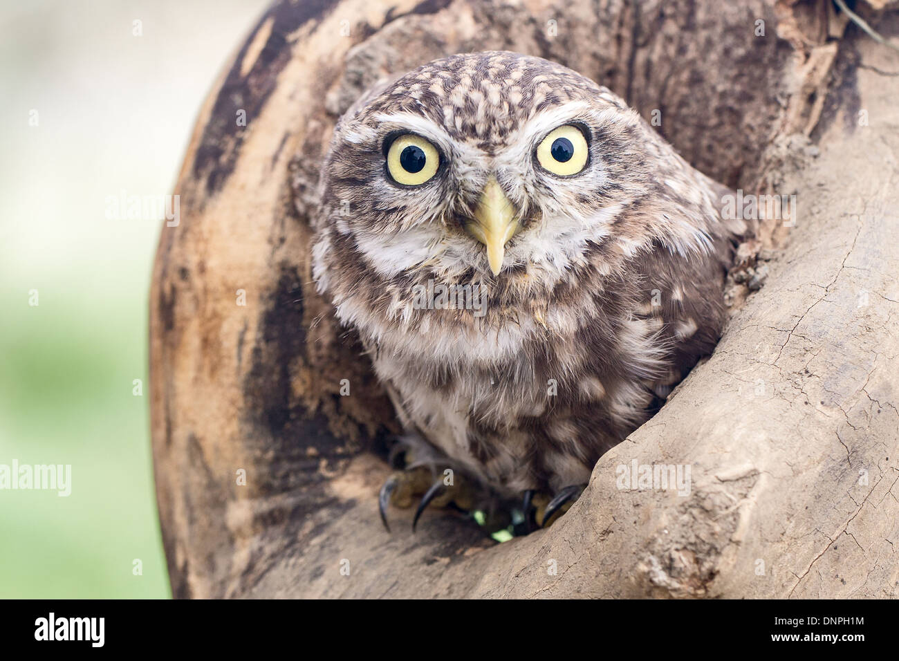 Chouette chevêche (Athene noctua) en nid Banque D'Images