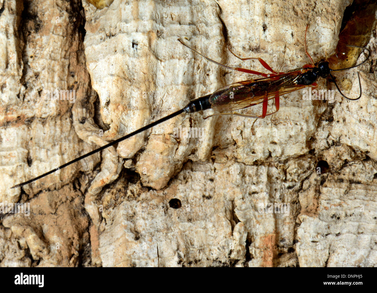 Mouche Ichneumon parasite, Rhyssa persuasoria Banque D'Images