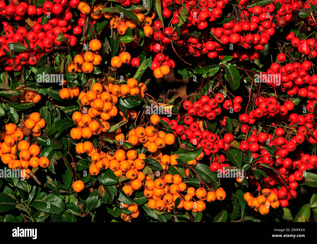 Californie rouge et jaune (baies Noël Heteromeles arbutifolia - variété 'Davis Gold') avec des feuilles vert foncé Banque D'Images