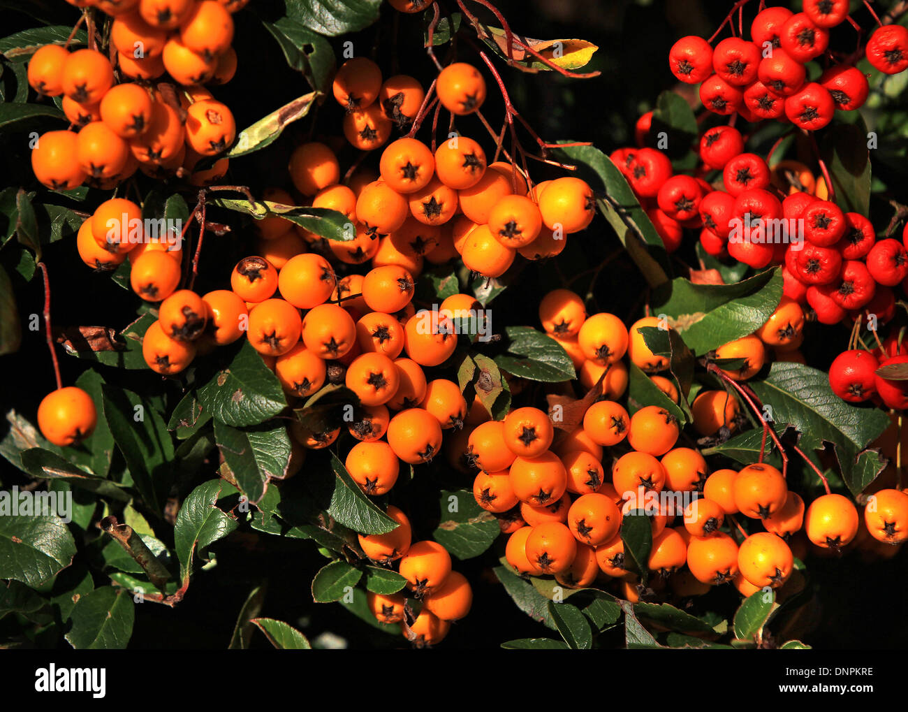 Californie rouge et jaune (baies Noël Heteromeles arbutifolia - variété 'Davis Gold') avec des feuilles vert foncé Banque D'Images