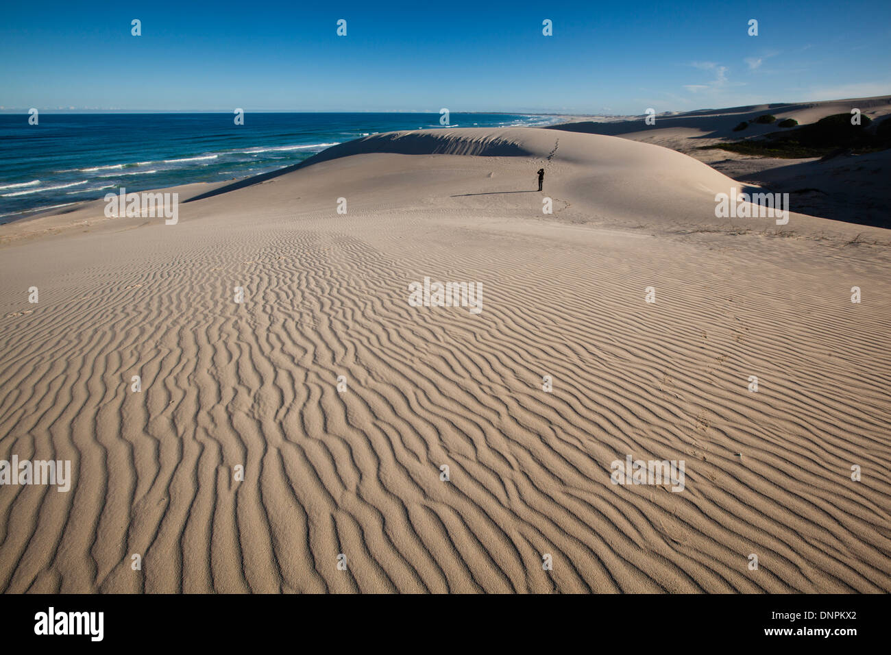 Les dunes côtières et plage de Réserve Naturelle De Hoop, Western Cape, Afrique du Sud Banque D'Images