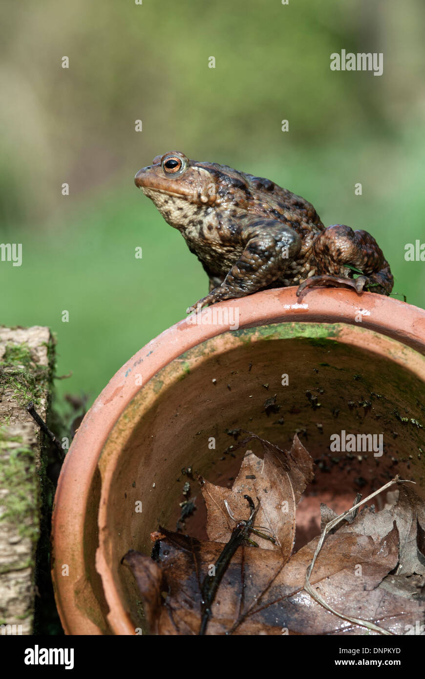 Crapaud commun, Bufo bufo Banque D'Images