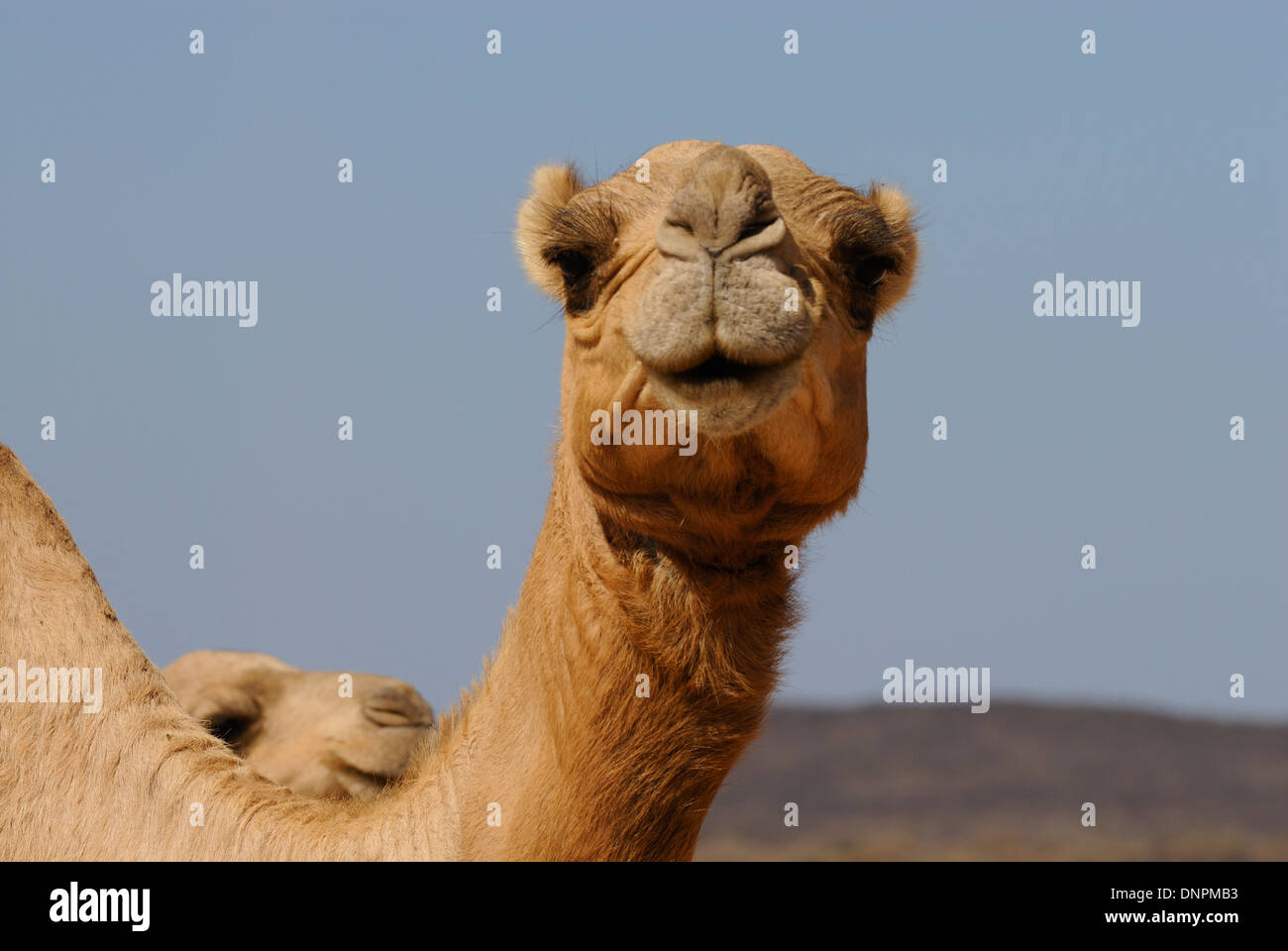 Deux chameaux dans le désert à pied du lac Abbe à Djibouti, corne de l'Afrique Banque D'Images