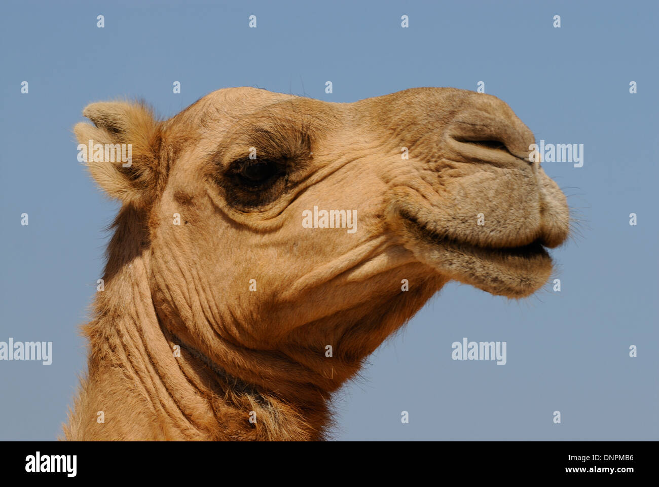 Chef d'un chameau dans le désert à pied du lac Abbe à Djibouti, corne de l'Afrique Banque D'Images
