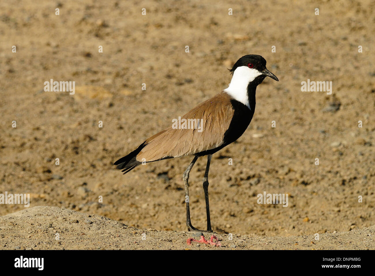 Un spur-winged sociable balades dans le désert d'oiseaux du lac Abbe à Djibouti, corne de l'Afrique Banque D'Images