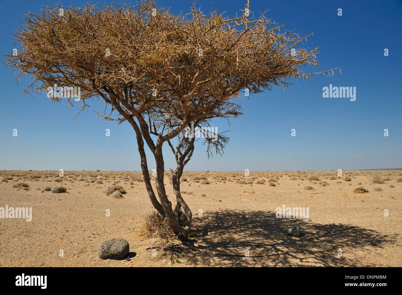 Arbre qui pousse dans le sol desséché dans le lac Abbe à Djibouti, corne de l'Afrique Banque D'Images