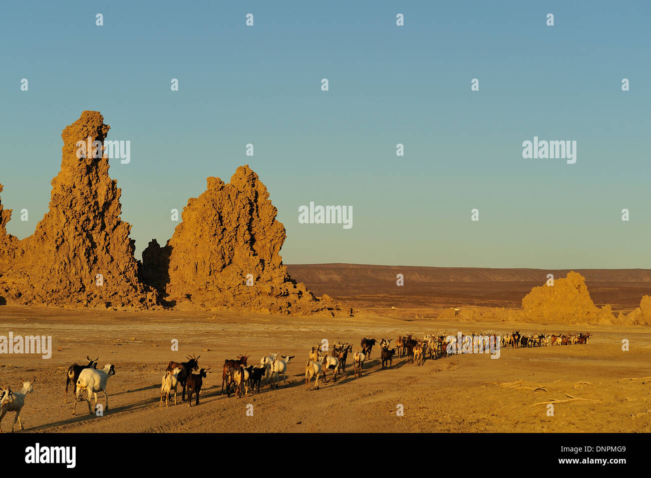 Troupeau de chèvres aller de l'avant dans le lac Abbe à Djibouti, corne de l'Afrique Banque D'Images