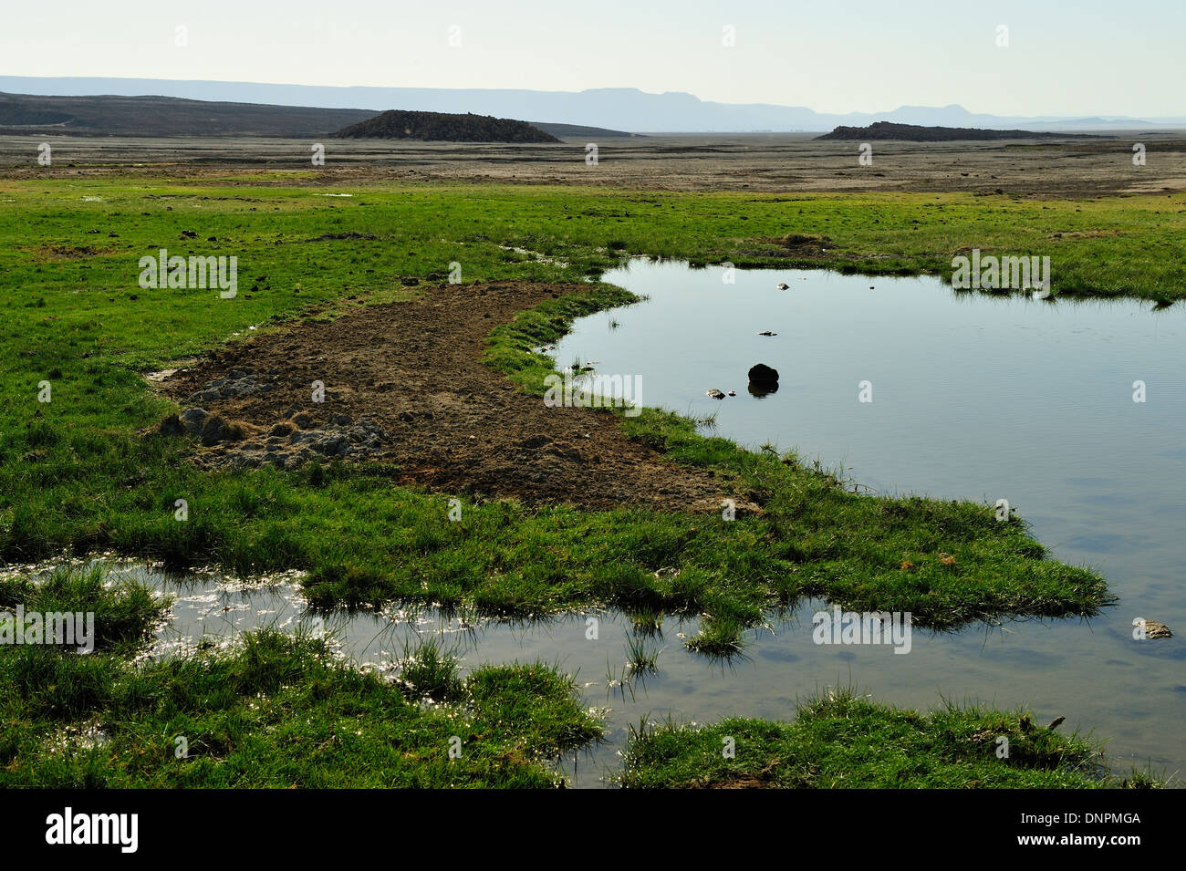 Flaque bordée d'herbe verte dans le désert dans le lac Abbe à Djibouti, corne de l'Afrique Banque D'Images