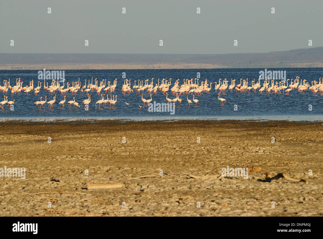 Colonie de flamants roses dans le lac Abbe à Djibouti, corne de l'Afrique Banque D'Images