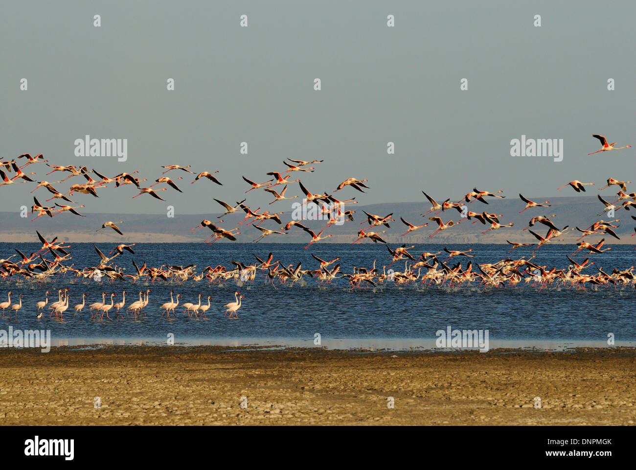 Colonie de flamants roses dans le lac Abbe à Djibouti, corne de l'Afrique Banque D'Images